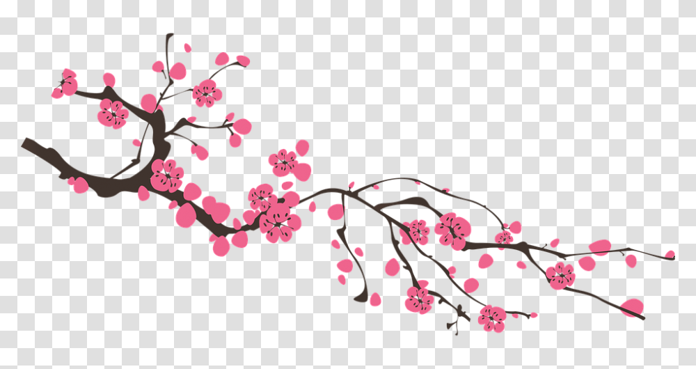 Sakura, Nature, Plant, Cherry Blossom, Flower Transparent Png