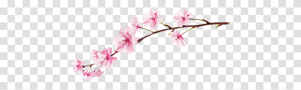 Sakura, Nature, Plant, Flower, Blossom Transparent Png
