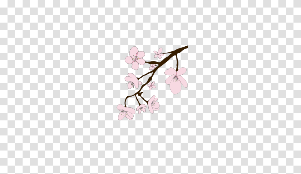 Sakura, Nature, Plant, Flower, Blossom Transparent Png