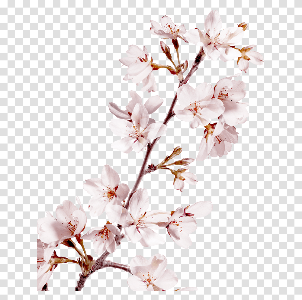 Sakura Pink Flowers Background Cherry Blossom, Plant Transparent Png