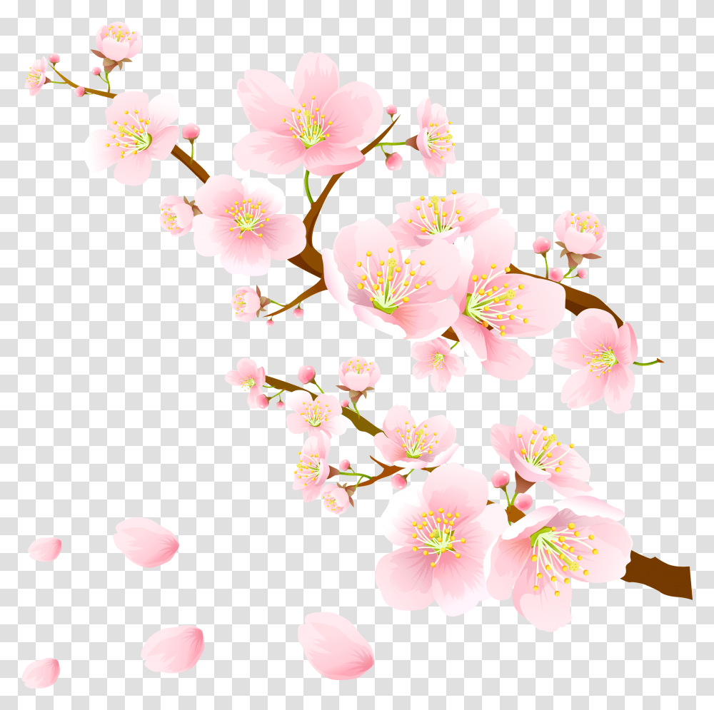 Sakura Pink Flowers Clipart Hoo Hey How, Plant, Blossom, Graphics, Floral Design Transparent Png