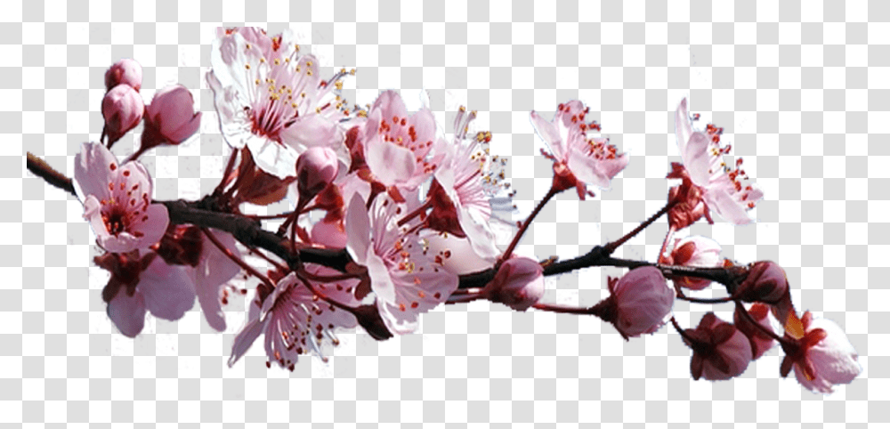 Sakura Pink Flowers Free Download Cherry Blossom, Plant, Pollen, Person, Human Transparent Png