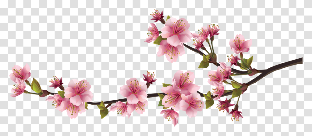 Sakura Pink Flowers Image Download, Plant, Blossom, Anther, Petal Transparent Png