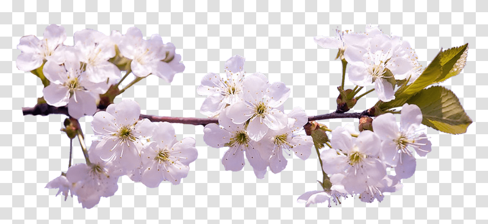 Sakura Sakura Flower On Background, Plant, Blossom, Cherry Blossom, Pollen Transparent Png