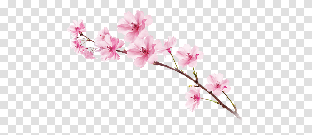 Sakura Sakura, Plant, Flower, Blossom, Cherry Blossom Transparent Png