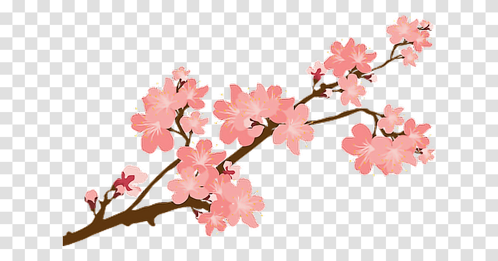 Sakura Sakuras Flower Flowers Cherry Cherryblossoms Blo, Plant, Cherry Blossom Transparent Png