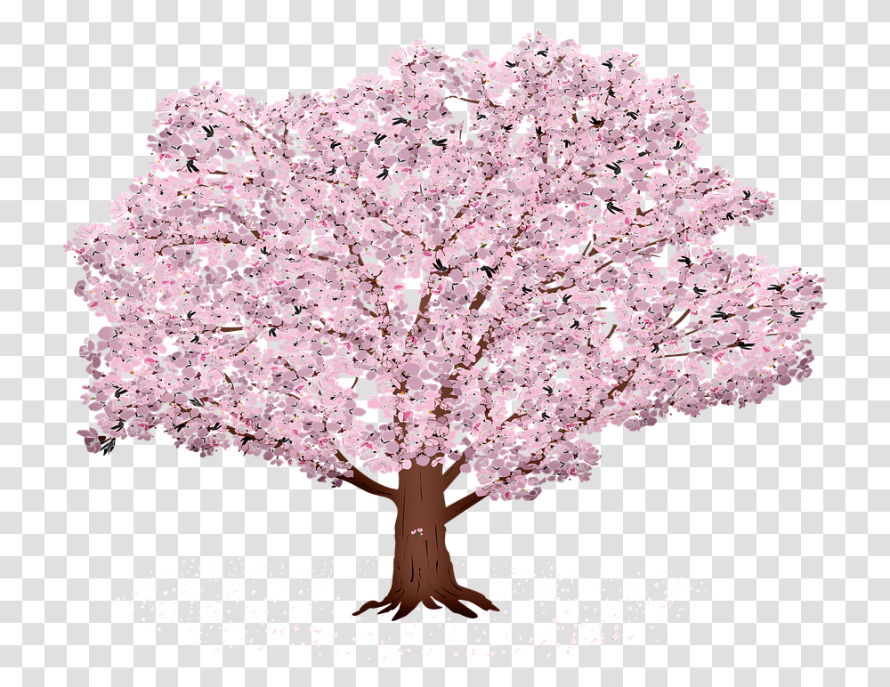 Sakura Tree Background Sunrays Sakura Summer Spring Sakura Tree Hd, Plant, Flower, Petal, Fungus Transparent Png