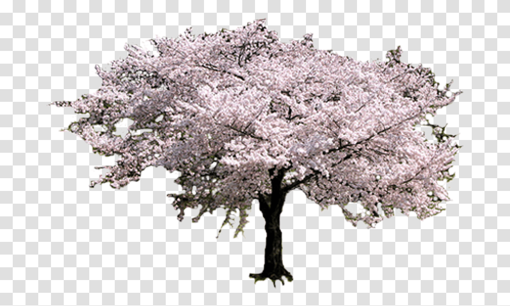 Sakura Tree Cherry Blossom Tree, Plant, Flower, Panoramic, Landscape Transparent Png