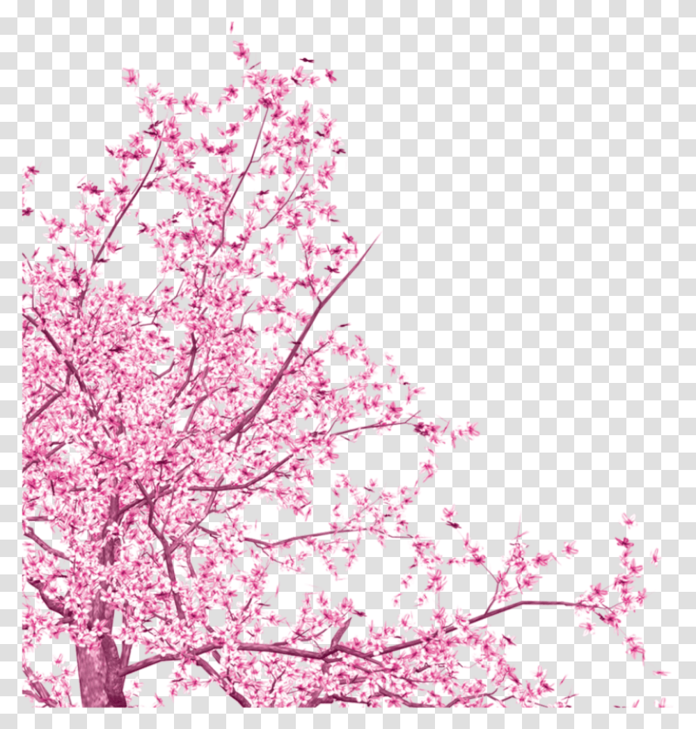 Sakura Tree Cherry Blossom Vector, Plant, Leaf, Flower, Maple Transparent Png