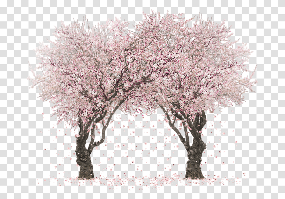 Sakura Tree Clipart Images Gallery Happy Kiss Day 2021, Plant, Cherry Blossom, Flower, Rug Transparent Png