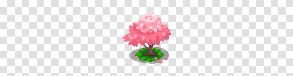 Sakura Tree Dragon Story Wiki Fandom Powered, Plant, Flower Transparent Png