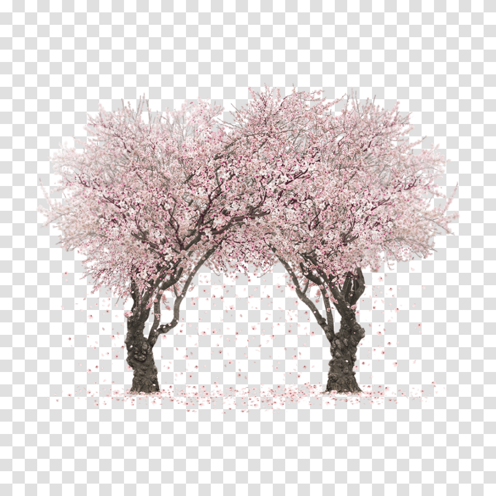 Sakura Tree Picture Cherry Blossom Tree, Plant, Flower, Nature, Outdoors Transparent Png
