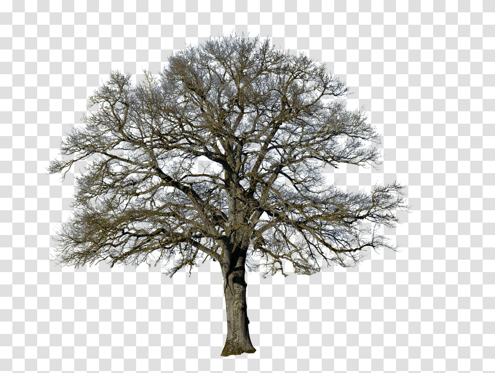Sakura Tree Tree Without Leaves, Plant, Cross, Tree Trunk Transparent Png