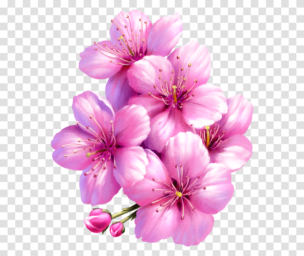 Sakura • Juan Hernaz Gilliflower, Plant, Geranium, Blossom, Anther Transparent Png