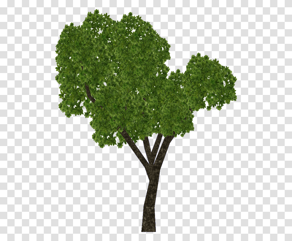 Sal Tree Download Realistic Sal Tree Drawing, Plant, Tree Trunk, Moss, Maple Transparent Png