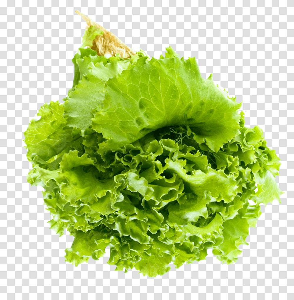 Salad Leaf Image Background Lettuce, Plant, Vegetable, Food Transparent Png