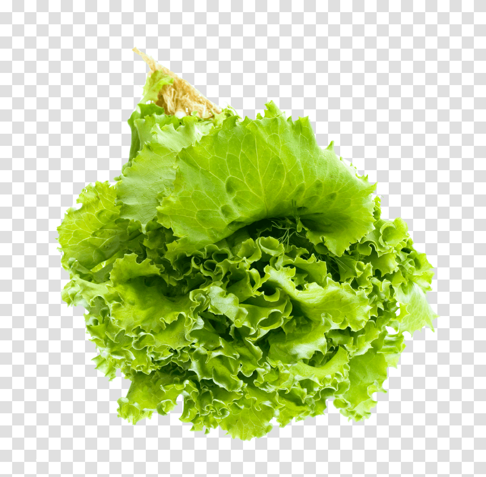 Salad Leaf Image, Vegetable, Plant, Kale, Cabbage Transparent Png