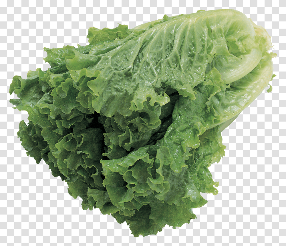 Salad, Vegetable, Plant, Food, Lettuce Transparent Png