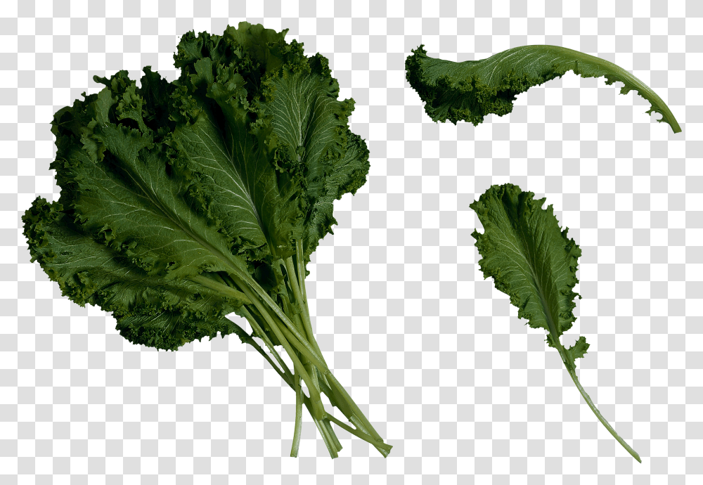 Salad, Vegetable, Plant, Kale, Cabbage Transparent Png