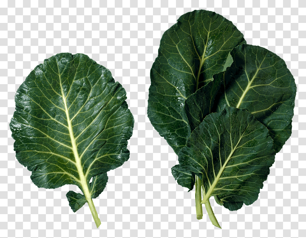 Salad, Vegetable, Plant, Kale, Cabbage Transparent Png