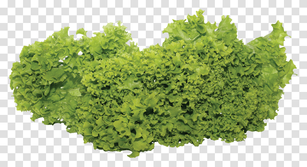 Salad, Vegetable Transparent Png
