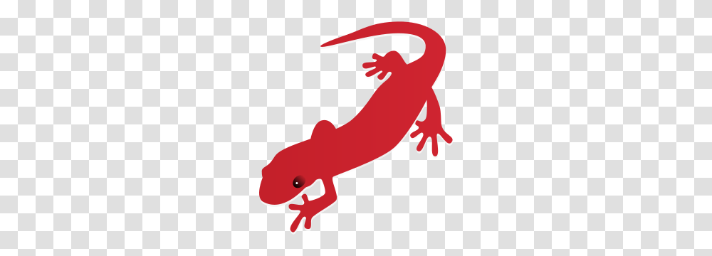 Salamander, Amphibian, Wildlife, Animal, Gecko Transparent Png