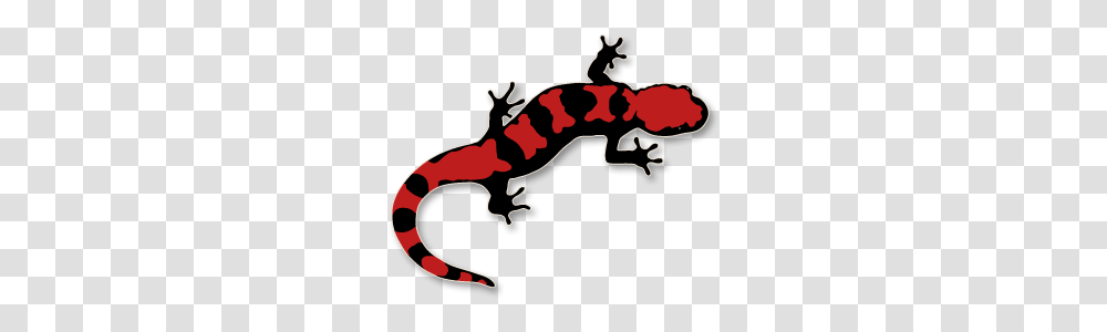 Salamander Clip Art, Animal, Amphibian, Wildlife, Reptile Transparent Png