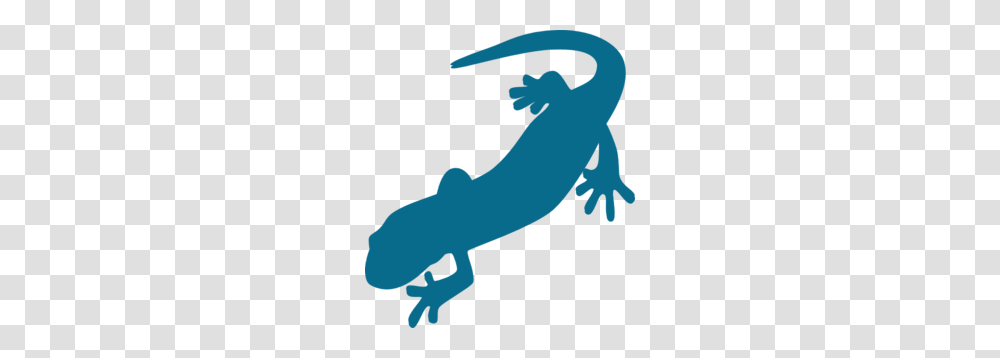 Salamander Clipart, Animal, Wildlife, Amphibian, Gecko Transparent Png