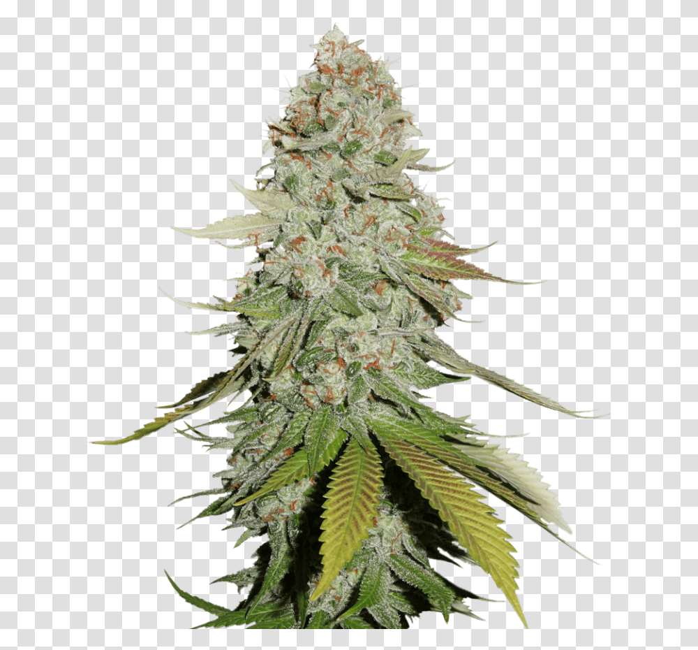Sale Of Feminised Cannabis Seed Gorilla Glue Seed Stockers, Plant, Christmas Tree, Ornament, Hemp Transparent Png
