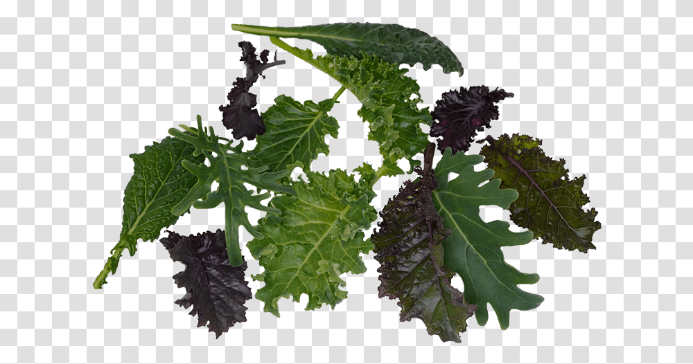 Salie Currant, Leaf, Plant, Kale, Cabbage Transparent Png