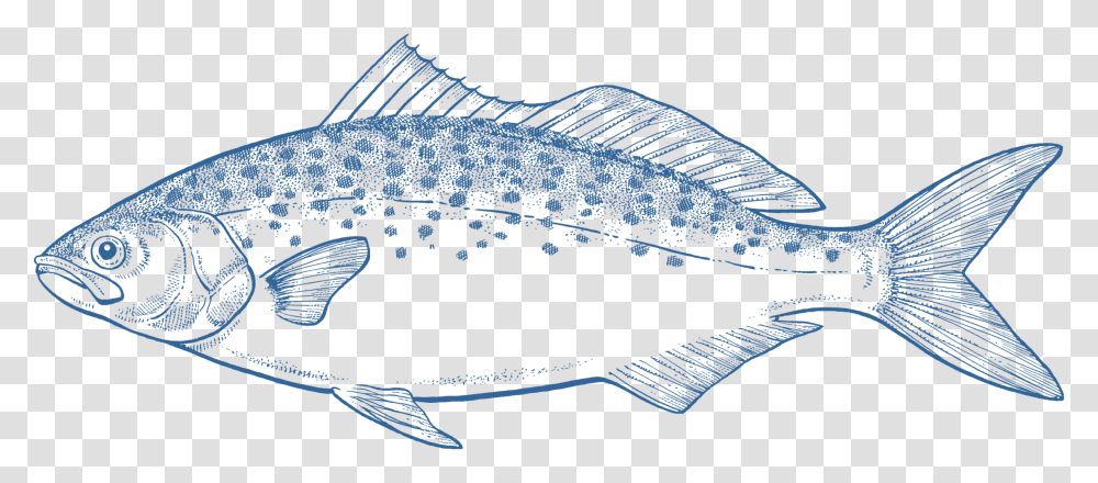 Salmon, Animal, Fish, Perch, Cod Transparent Png