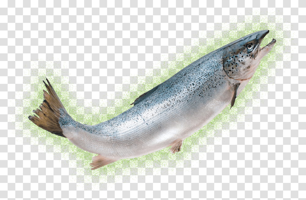 Salmon Clipart Aquadvantage Salmon, Coho, Fish, Animal, Sea Life Transparent Png