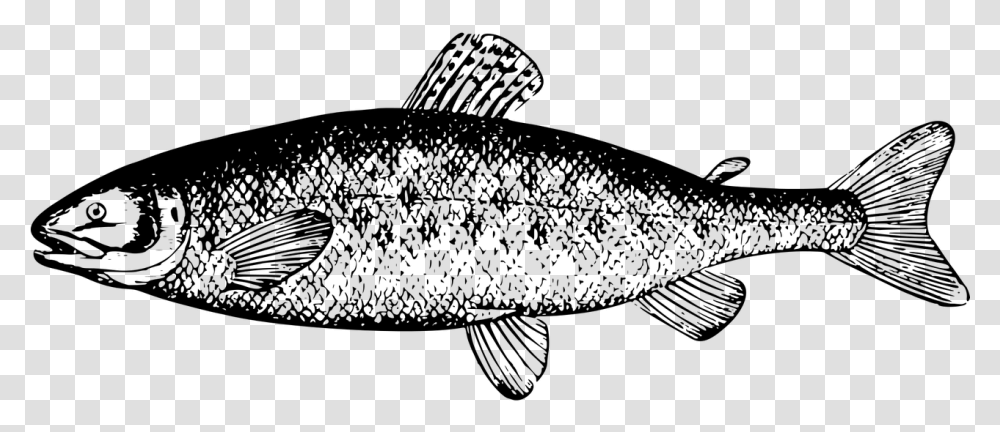 Salmon Clipart Black And White, Gray, World Of Warcraft Transparent Png