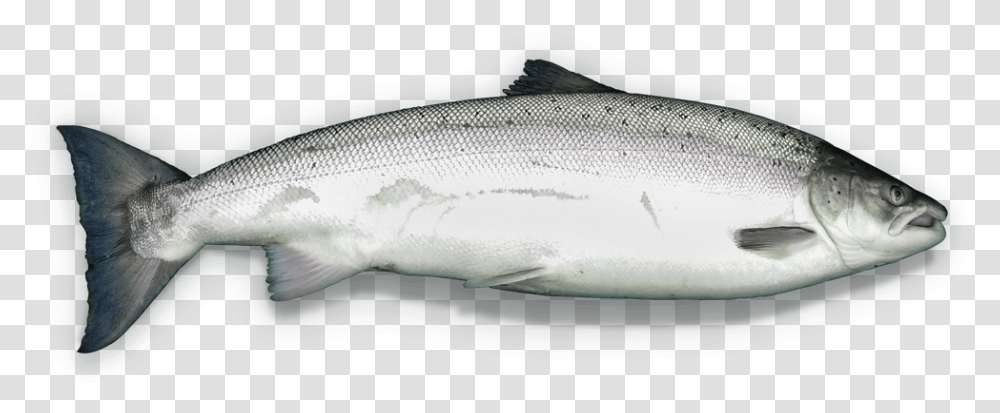 Salmon Clipart Milkfish Trout, Coho, Animal, Sea Life, Herring Transparent Png