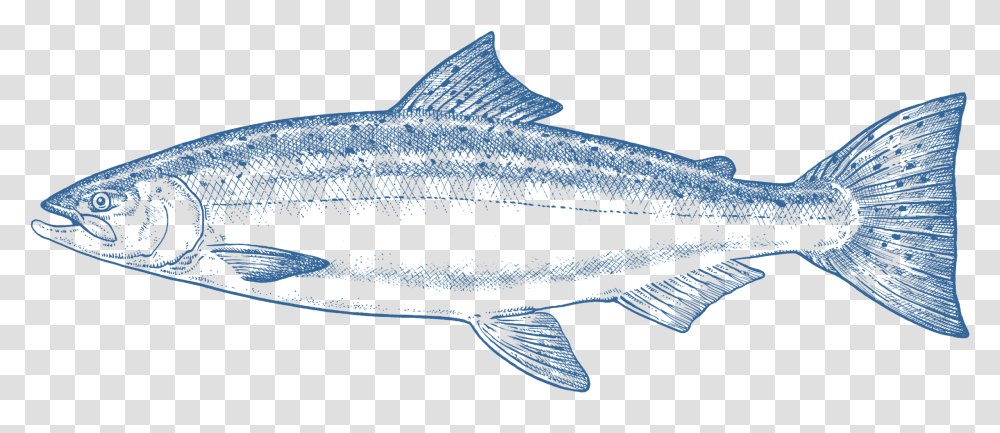 Salmon, Coho, Fish, Animal, Sea Life Transparent Png