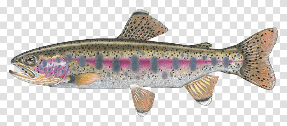 Salmon Cutthroat Trout Confluence Fly Shop Fall River Rainbow Trout, Fish, Animal, Cod, Bonito Transparent Png