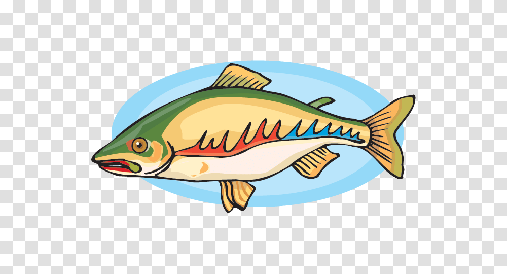 Salmon Facts, Perch, Fish, Animal, Cod Transparent Png