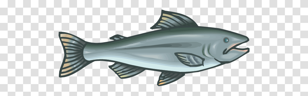 Salmon Facts, Tuna, Sea Life, Fish, Animal Transparent Png