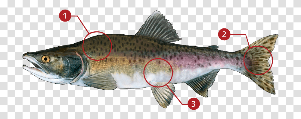 Salmon, Fish, Animal, Coho, Trout Transparent Png