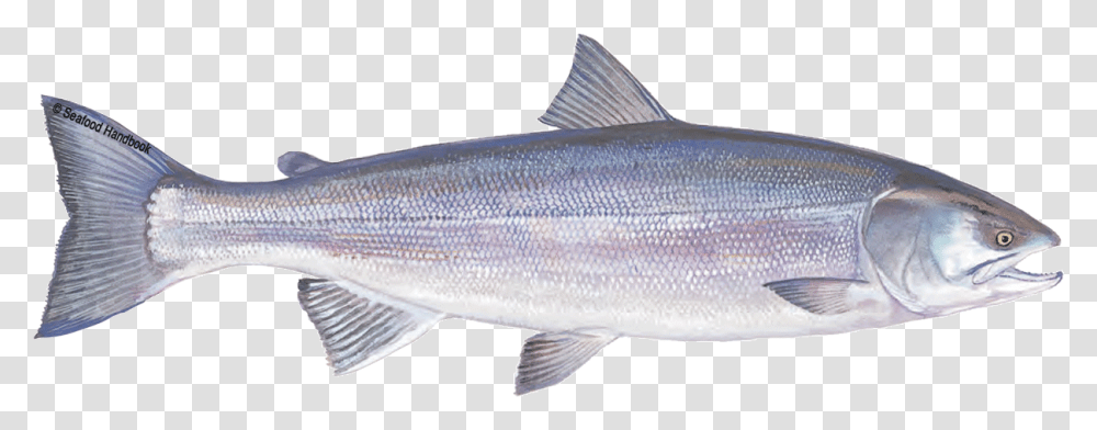 Salmon, Fish, Animal, Herring, Sea Life Transparent Png