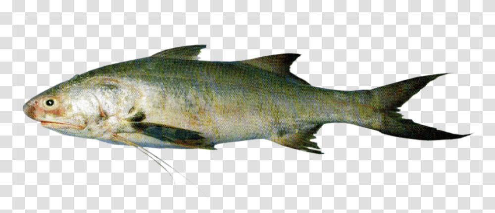 Salmon, Fish, Animal, Sea Life, Tuna Transparent Png