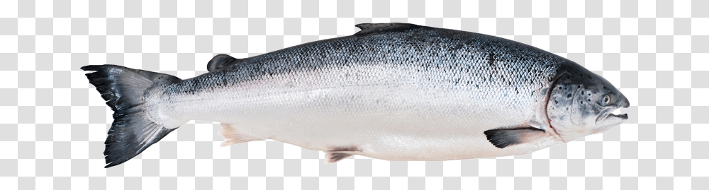 Salmon Fish Fluoride Fish, Herring, Sea Life, Animal, Coho Transparent Png