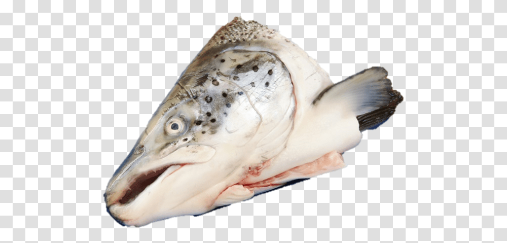 Salmon Fish Head, Animal, Sea Life, Clam, Seashell Transparent Png
