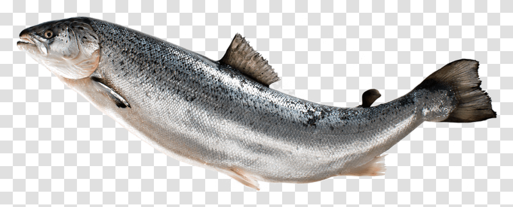 Salmon Fish, Herring, Sea Life, Animal, Sardine Transparent Png
