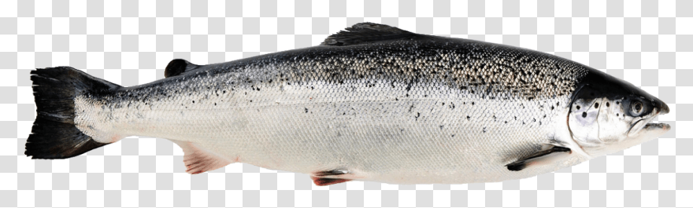 Salmon, Herring, Sea Life, Fish, Animal Transparent Png