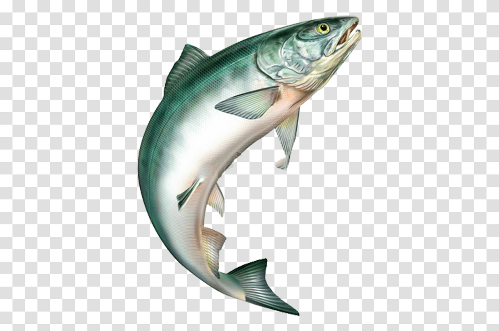 Salmon Jumping, Fish, Animal, Sea Life, Water Transparent Png