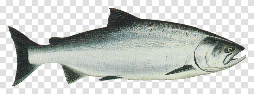 Salmon Oncorhynchus Tshawytscha, Coho, Fish, Animal, Sea Life Transparent Png