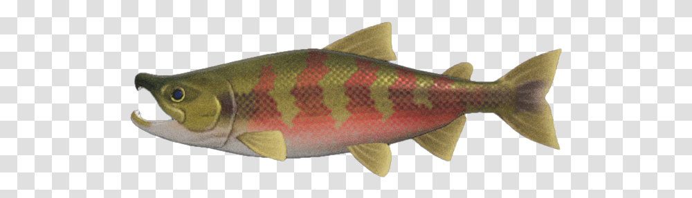 Salmon Salmon From Animal Crossing, Fish, Perch, Coho, Sea Life Transparent Png