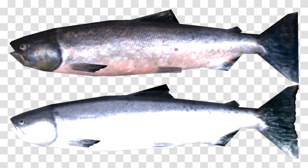 Salmon Skyrim Salmon, Coho, Fish, Animal, Sea Life Transparent Png