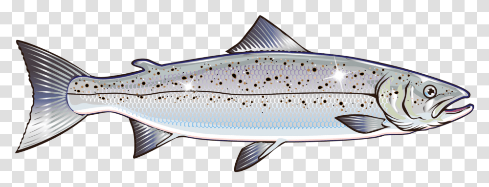 Salmon Vector Graphics Clip Art Stock Illustration Salmon Vector, Fish, Animal, Fishing Lure, Bait Transparent Png